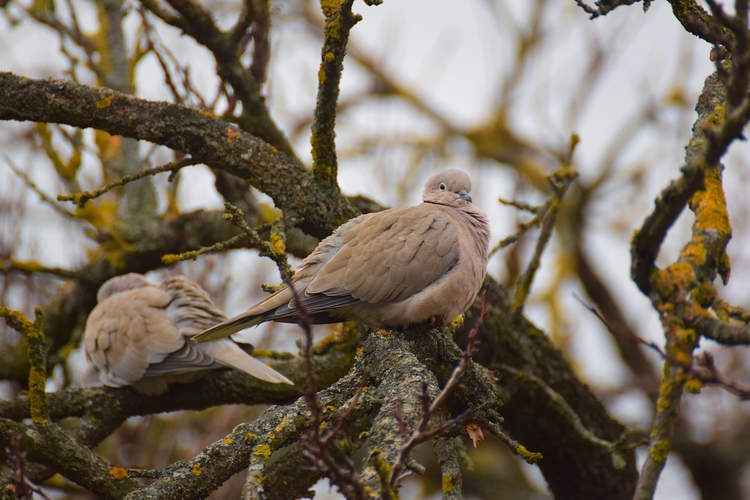 Hrdlička záhradná