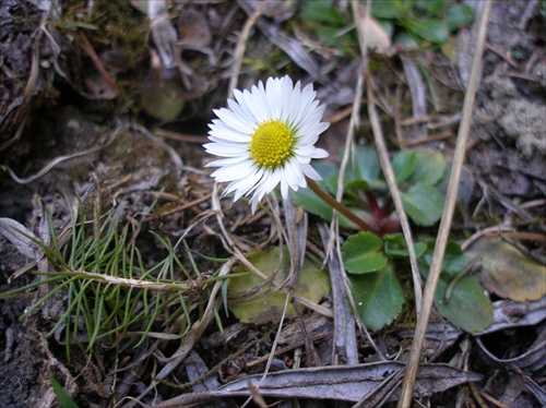 Sedmokráska