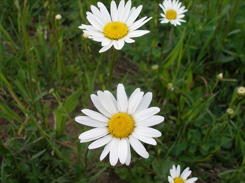 Margarétky
