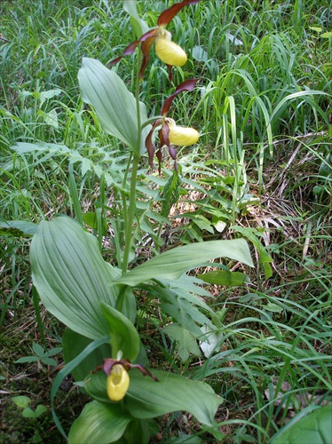 črievičník - zákonom chránený (naša lesná orchidea)