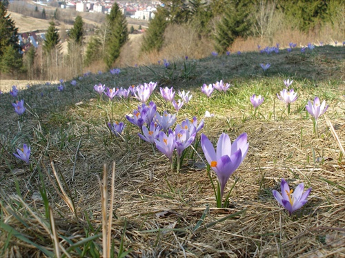 Jarný koberec