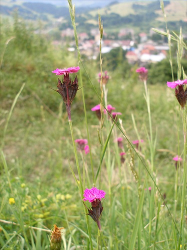 Klinčeky a krajinka