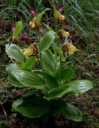 Lesná orchidea