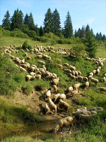 Hore grúňom ovečky idú