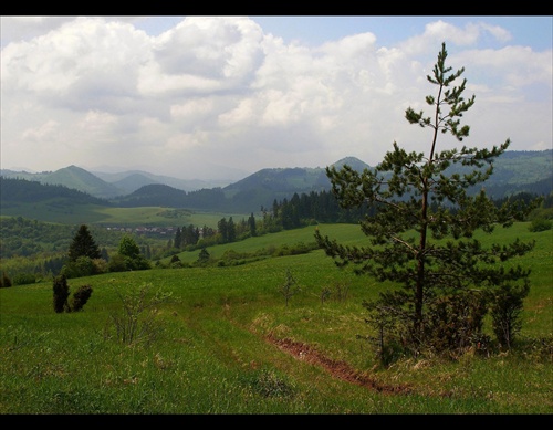 Výhľad od borovice