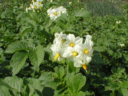Kvet zemiakov