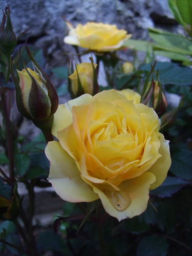 Ruža v našej záhradke