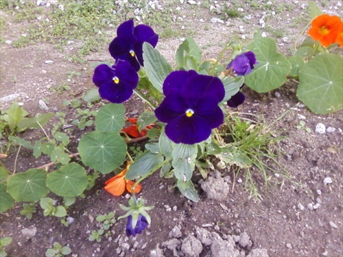 Kvety III