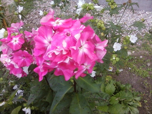 Kvety IV