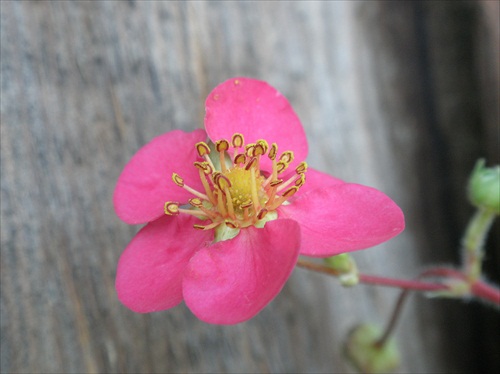 kvet jahody