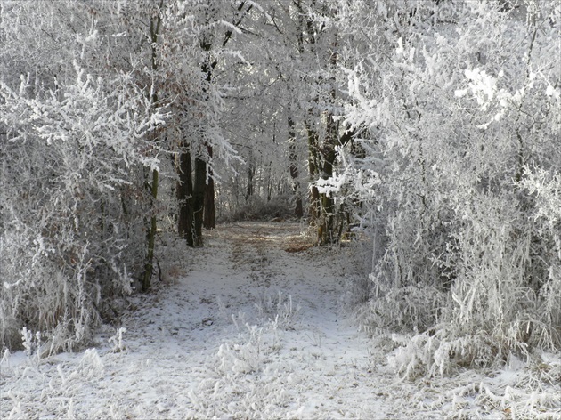Snehová brána do lesa