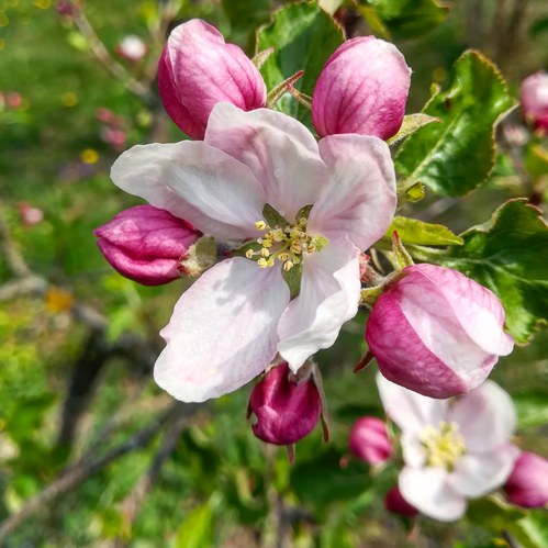 Kvet jablone. 