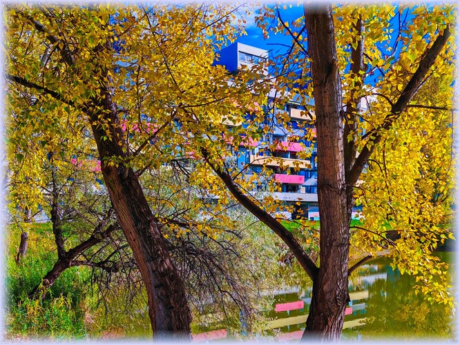 Spoza stromov