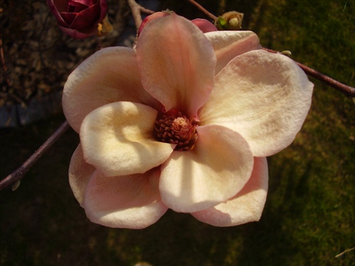 supermodelka magnolia