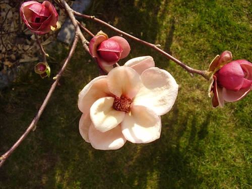 supermodelka magnolia a jej mlada konkurencia