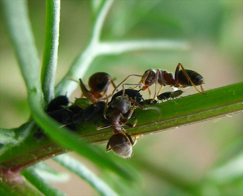 mravce & vosky