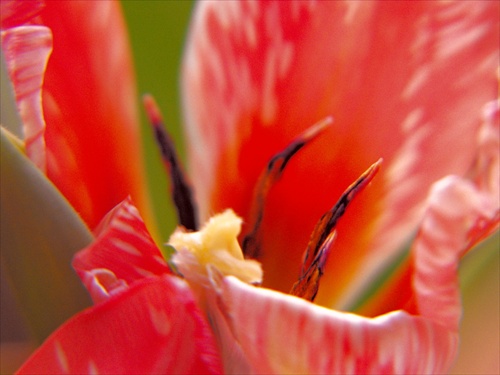 Čas tulipánov II