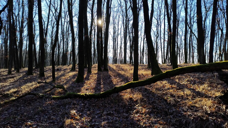 Tribečské lesy.Dec.2025.