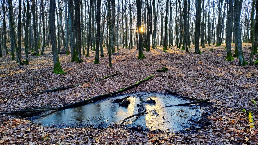 Tribečské lesy.Dec.2025.