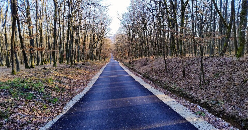 Tribečské lesy.Dec.2025.