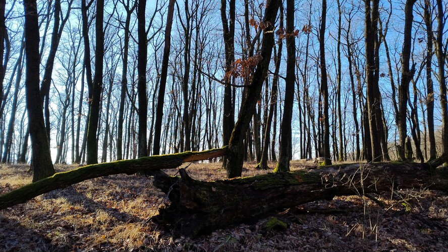 Tribečské lesy tajomné.Dec.2025.