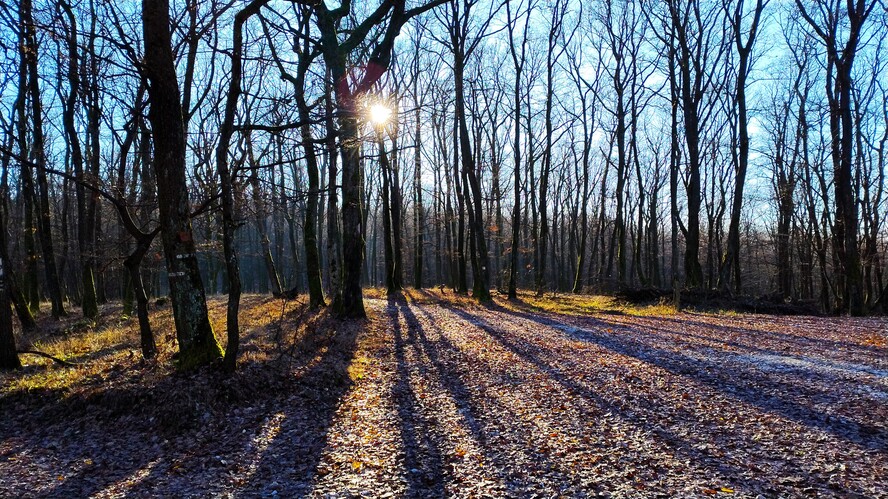 Tribečské lesy tajomné.Dec.2025.