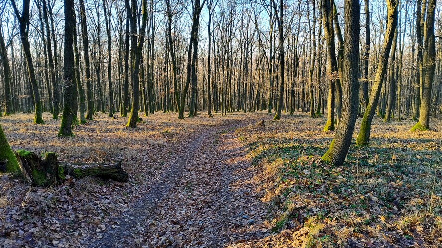 Tribečské lesy tajomné.Dec.2025.