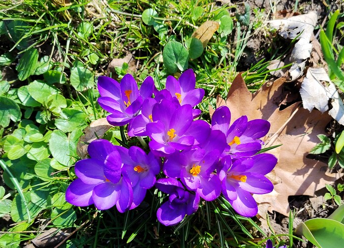 Jar sa prebúdza.Mar.2026.