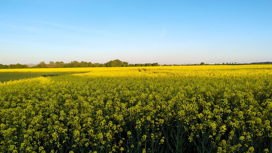 Na poliach.Apr.2026.