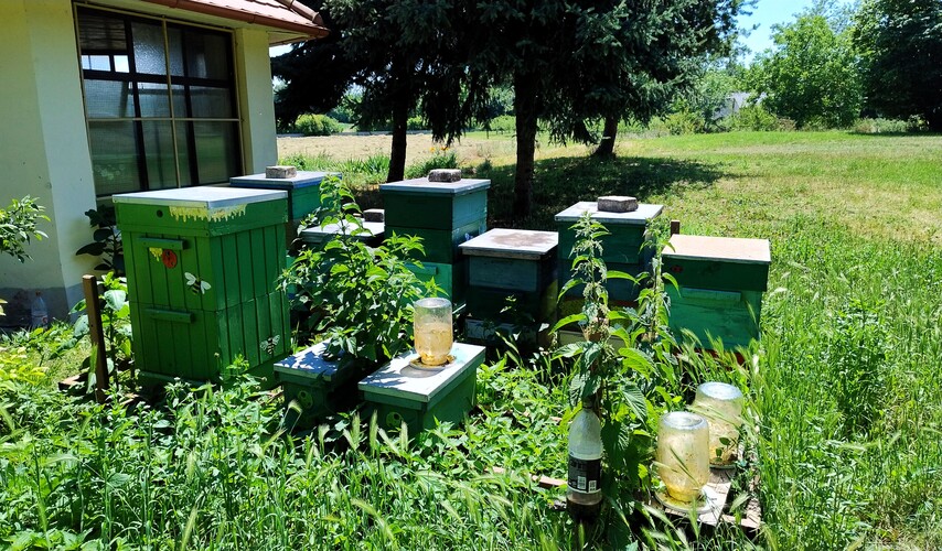 Včely.Naša budúcnosť.Jún.2026.