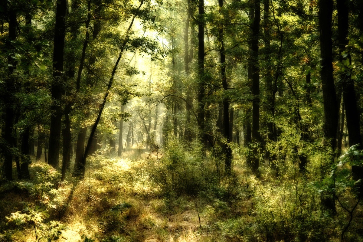 V tajemném lese