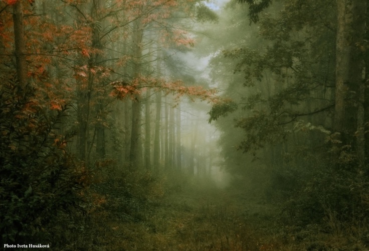 Lesní sen