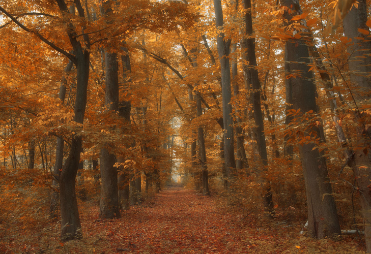Podzimním lesem