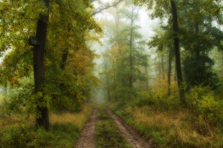 Snový podzim