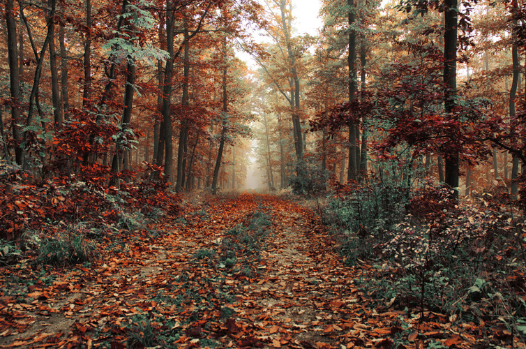 Podzim v lese