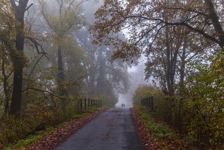 Mlhavá procházka na Pohansko