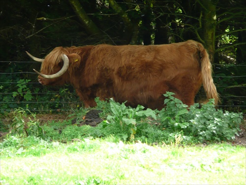 Highlandska krava