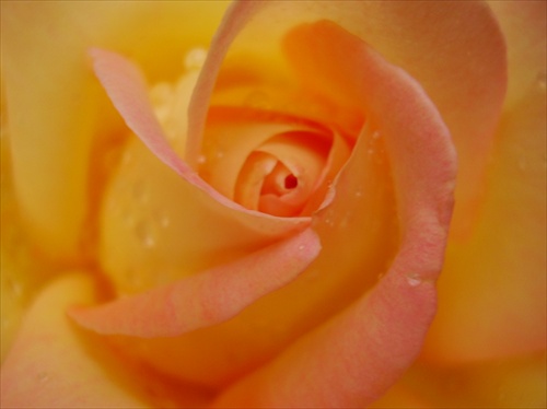 žltá ružička