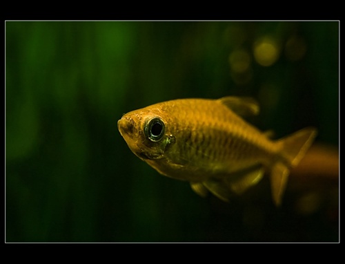 Zlata rybka