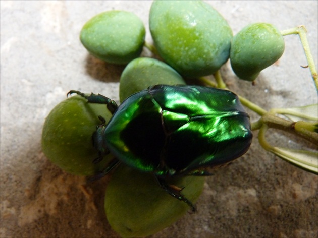 chrobák-- (scarabeus???)...a olivy