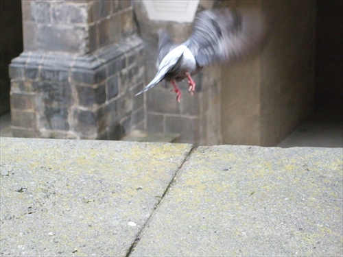 holub pražský