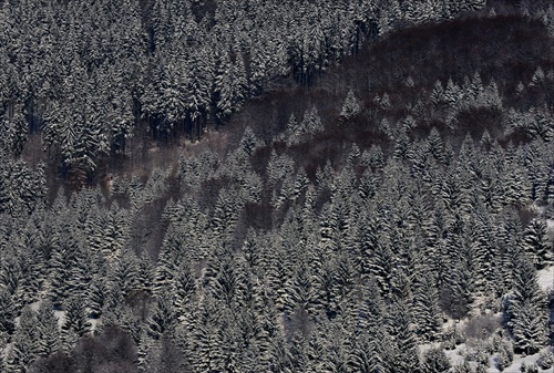 Lesy v doline Bystrô / Hriňová /
