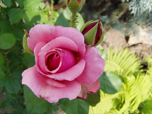 Ruža 1