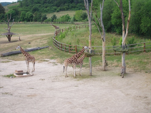 žirafyy
