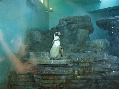 tučniačik