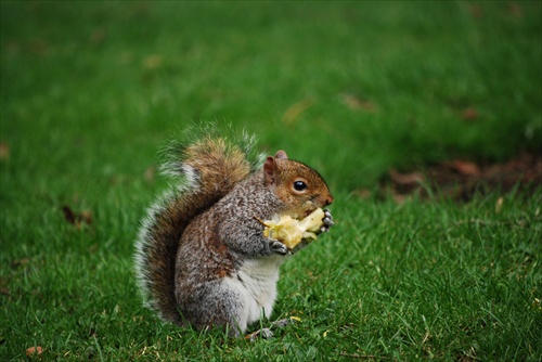 vevericka na obede