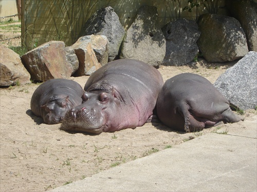 happy 3 hippo