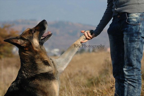 Láska medzi človekom a psom