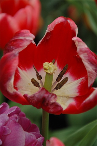 Tulipán z Eden Project