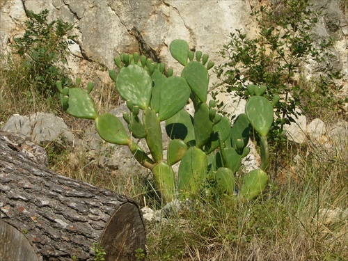 chorvátsky kaktus